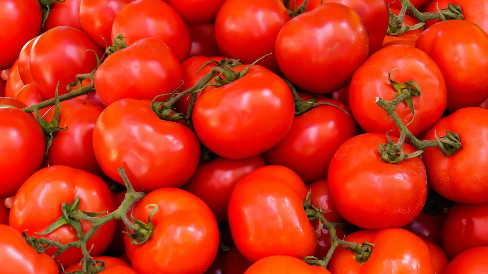 Jitomate cherry en espacios pequeños: del trasplante a la cosecha
