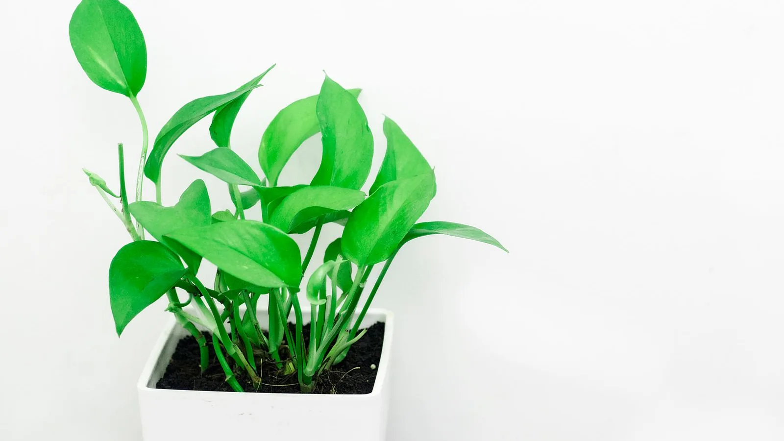 Planta en maceta junto a luz natural