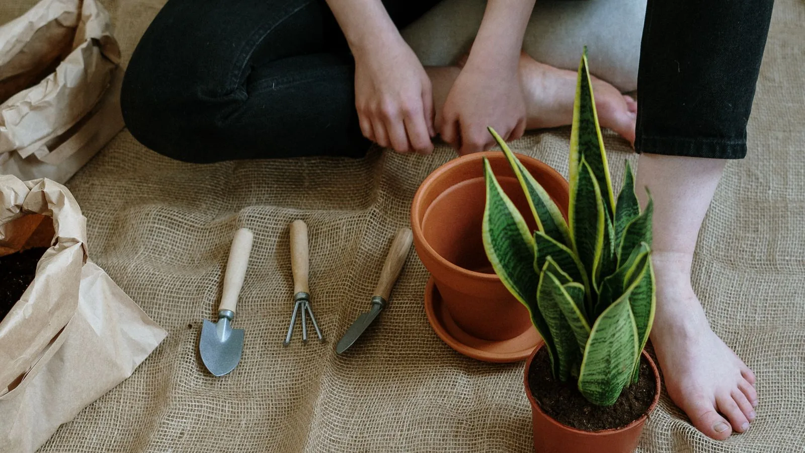 Detalle de plantas en cultivo urbano