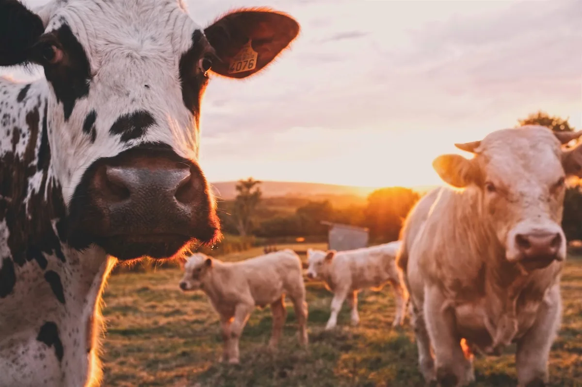 Campo agrícola al atardecer con animales de granja